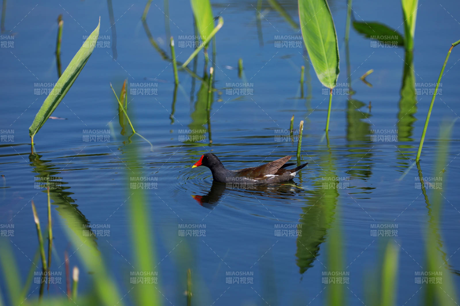 蓝色湖面上的黑水鸡图片
