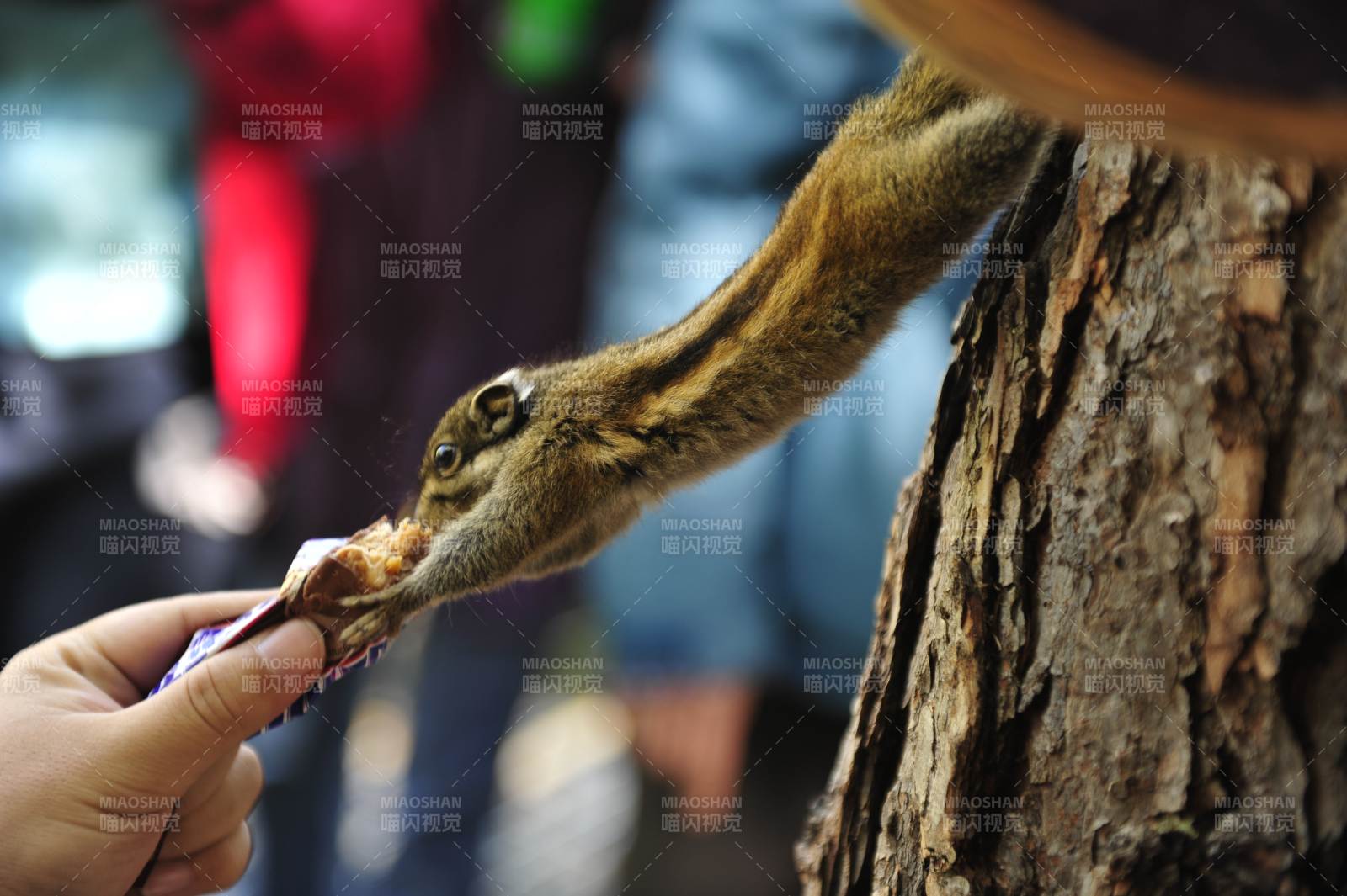 松鼠伸手接食物图片