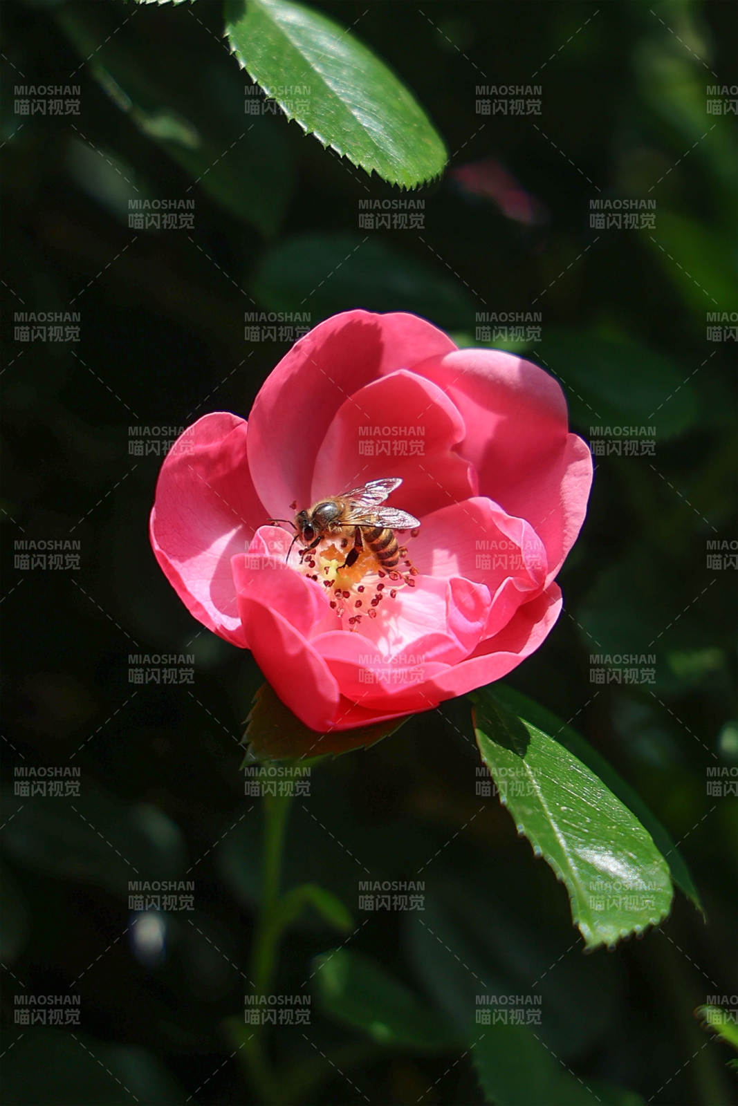 蜜蜂采蜜粉红花中图片