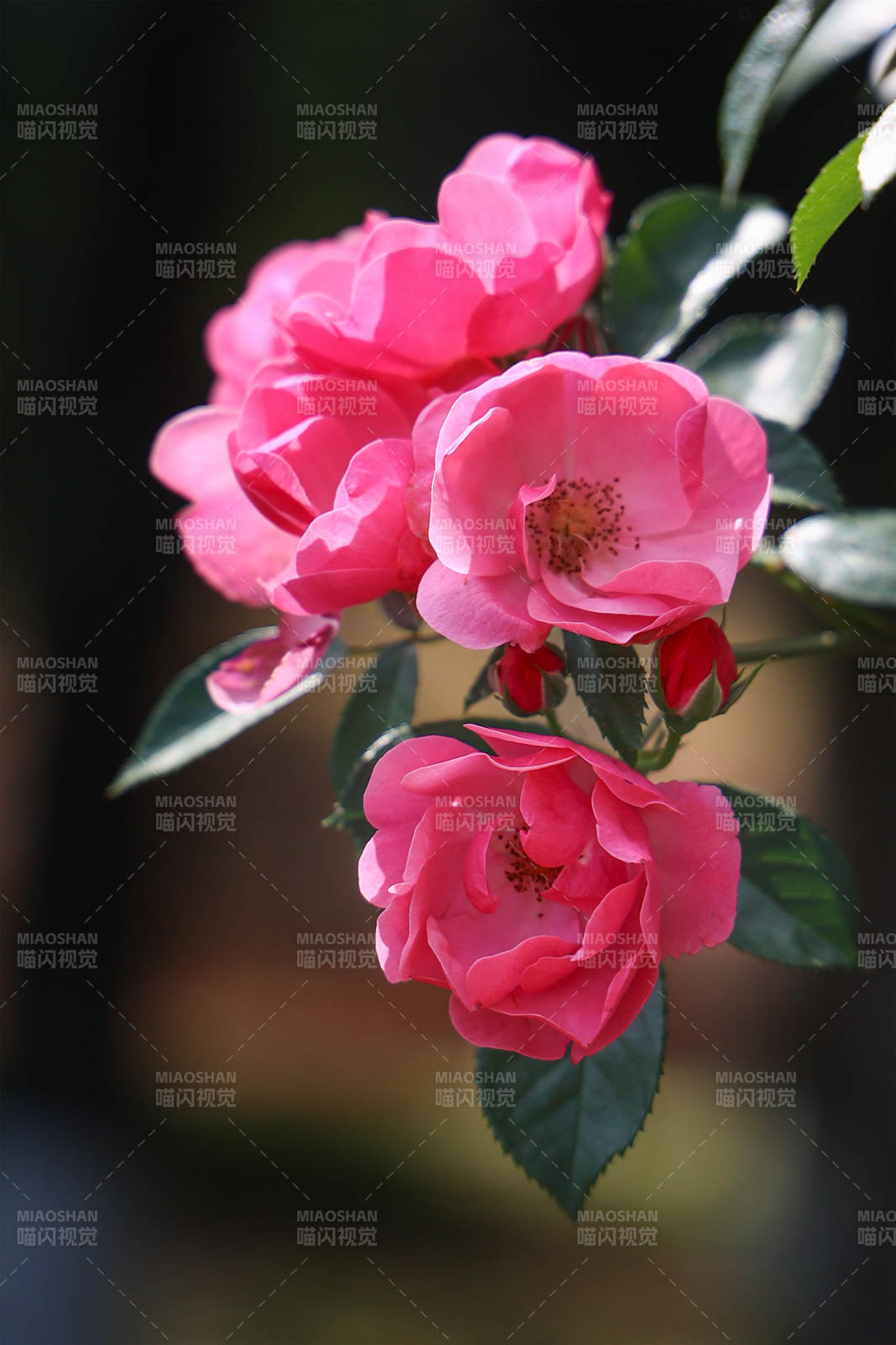 粉色蔷薇花绽放枝头图片