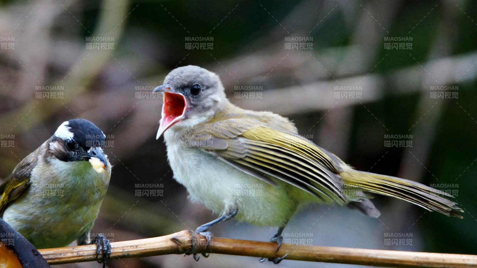 黑头鹎张嘴呼唤同伴图片