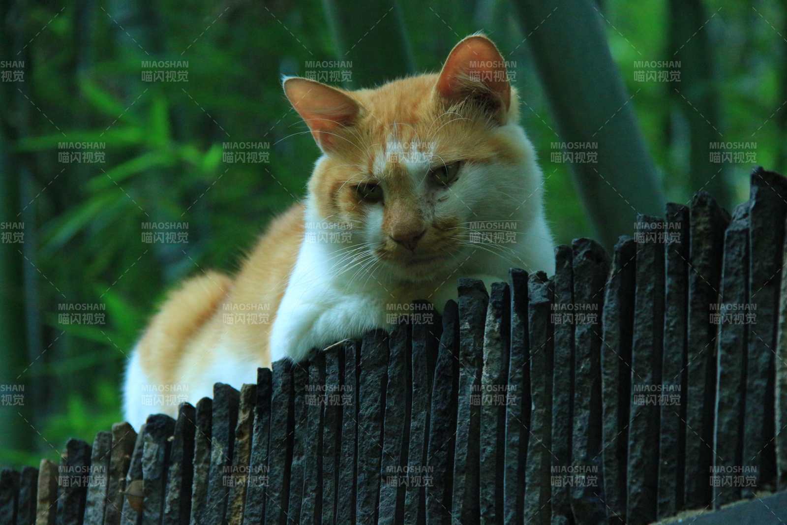 竹林中的橙白猫图片