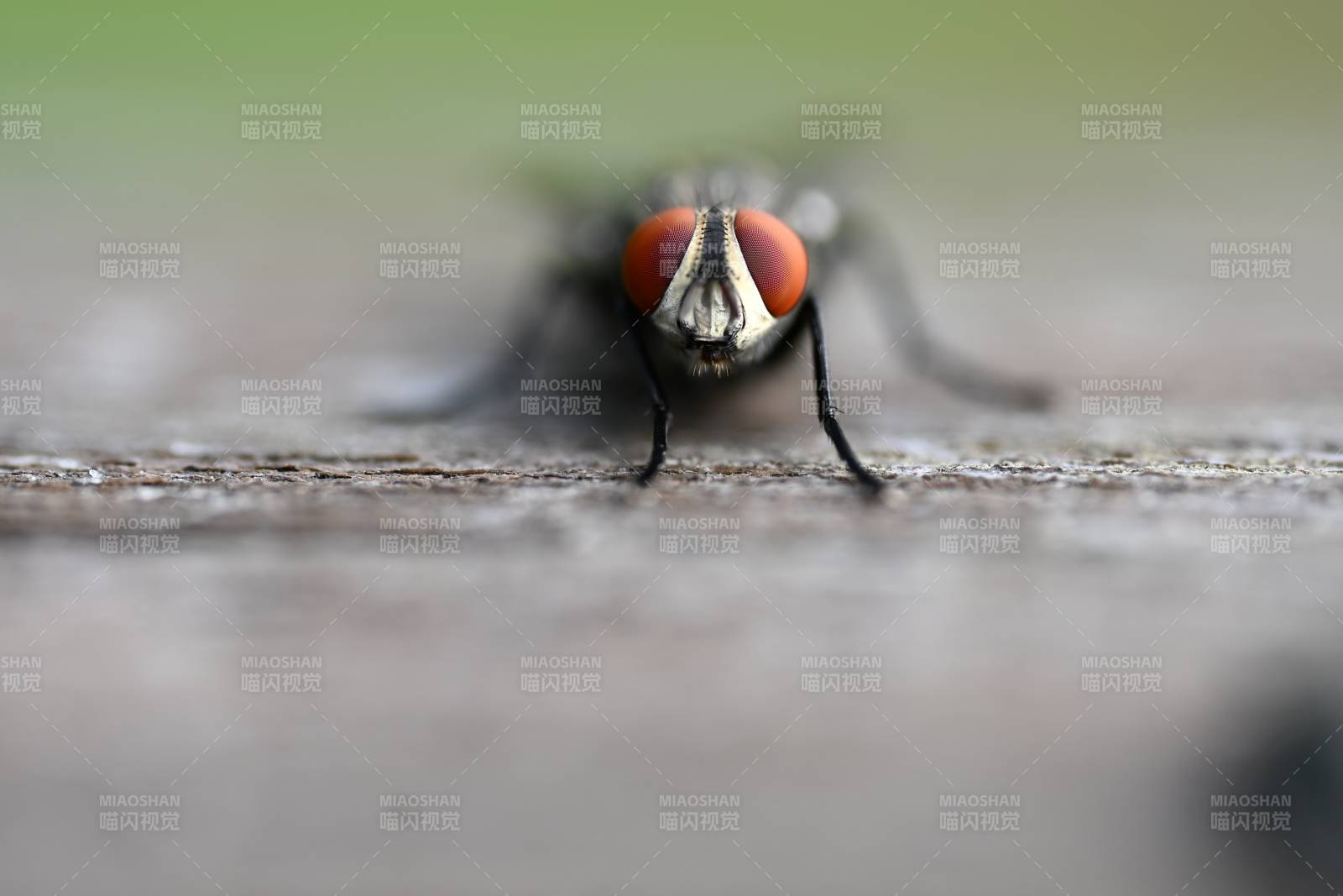 特写 苍蝇的红色复眼图片