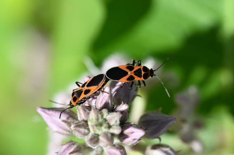 椿象摄影图片图片