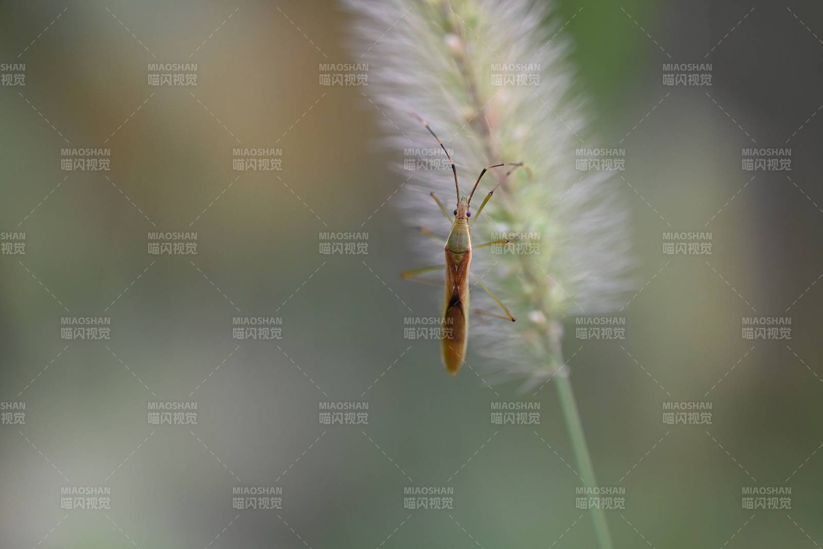草尖上的昆虫特写图片