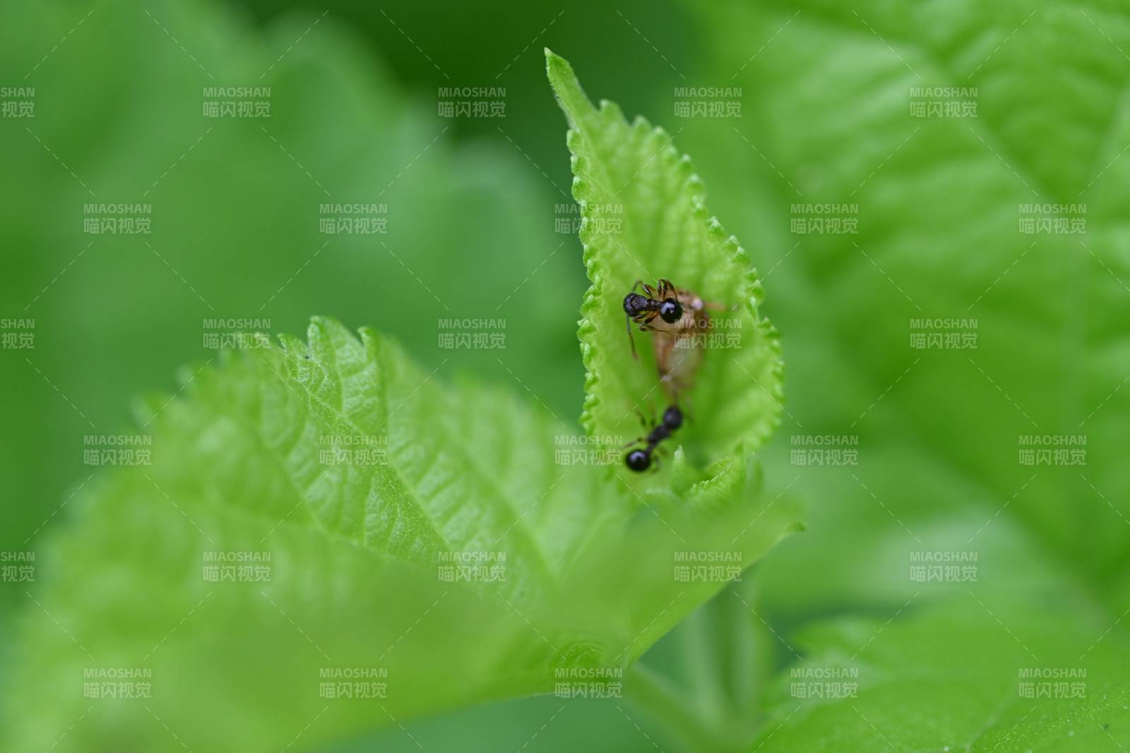 蚂蚁与叶子的互动瞬间图片