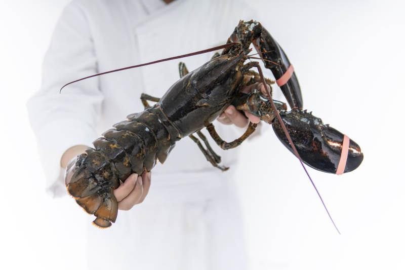 厨师手捧波士顿龙虾特写图片