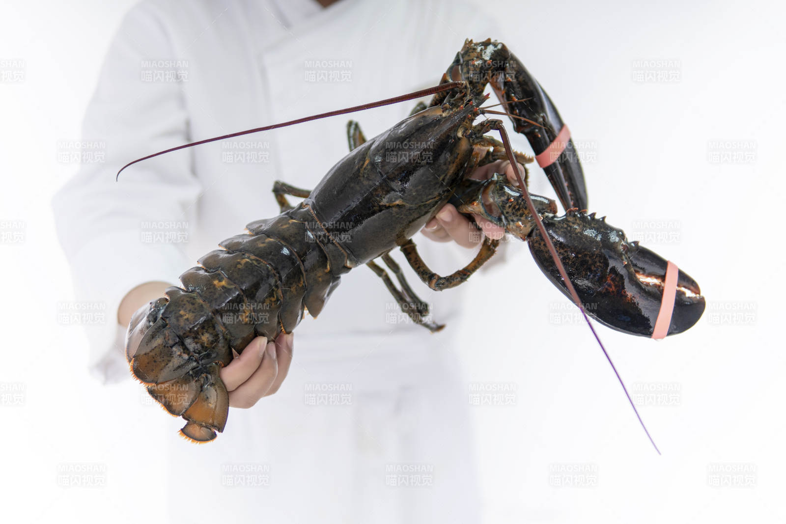 厨师手捧波士顿龙虾特写图片