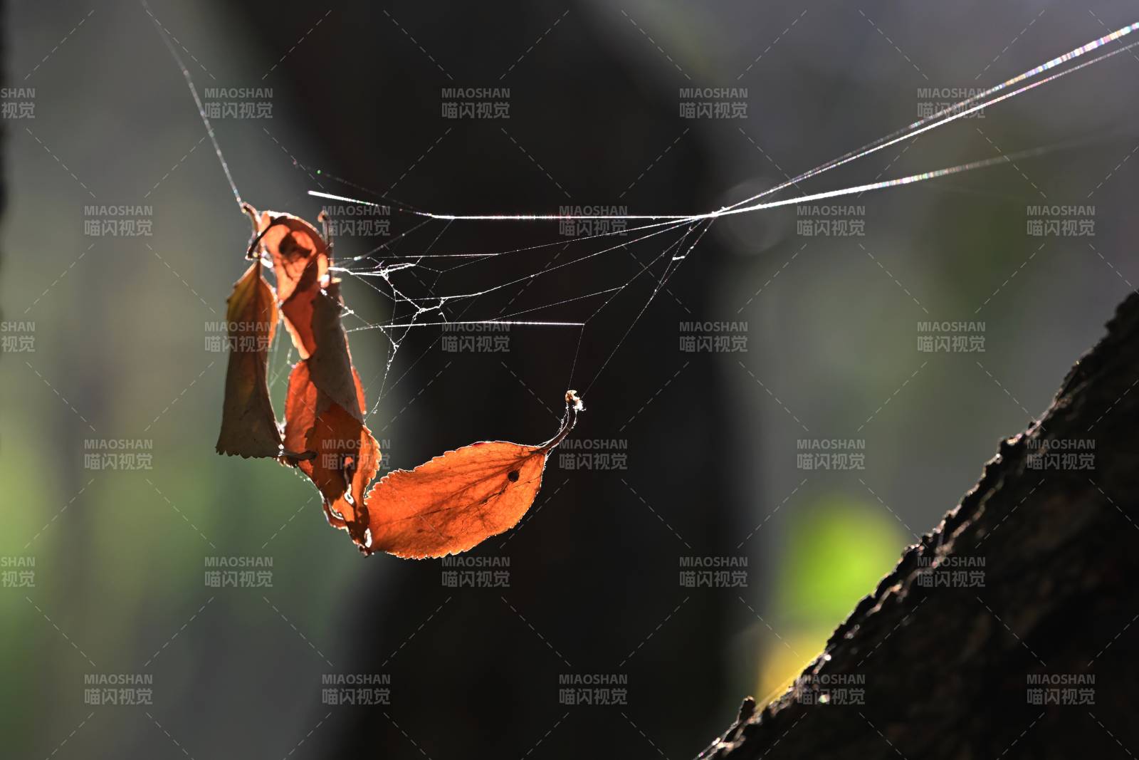 蛛网中的橙色落叶图片