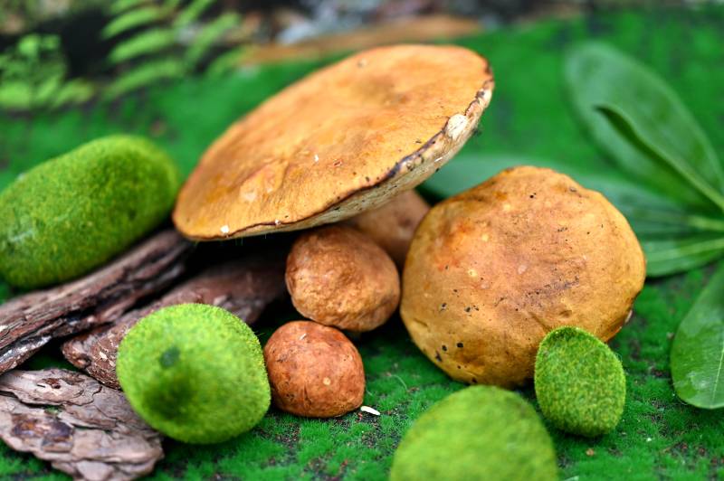 森林中的蘑菇与绿球图片