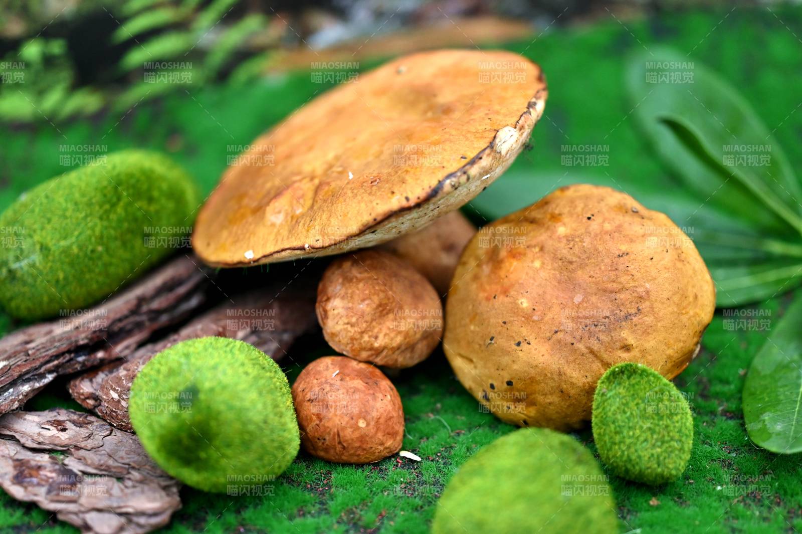 森林中的蘑菇与绿球图片