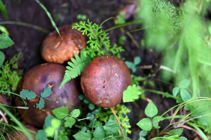 林间牛肝菌与绿叶共生图片