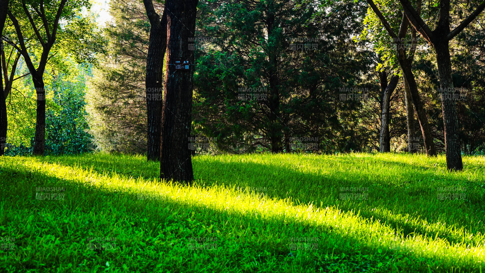 阳光下的绿意森林图片