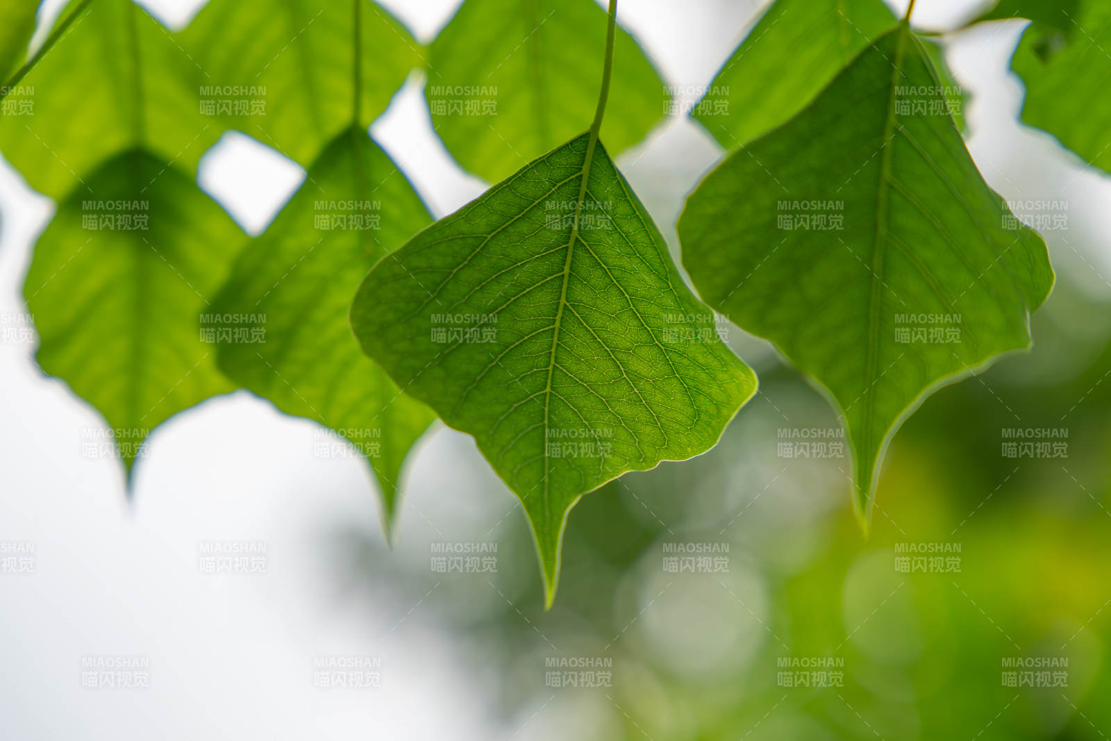 绿叶生机勃勃图片