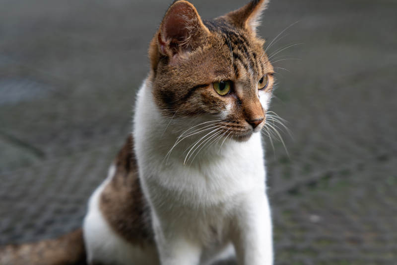 猫咪凝视远方图片