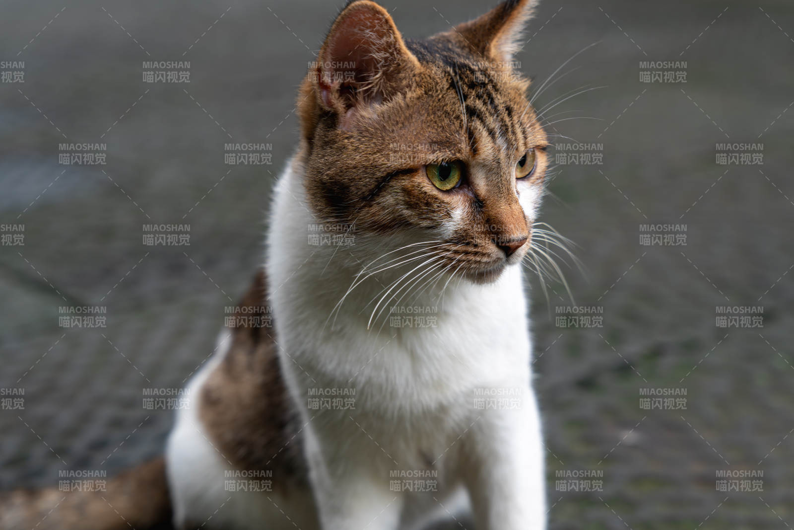 猫咪凝视远方图片