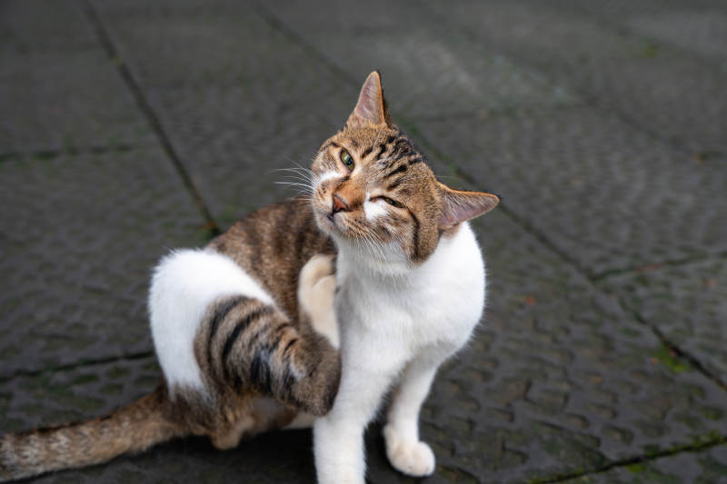 悠闲的猫咪在思考图片