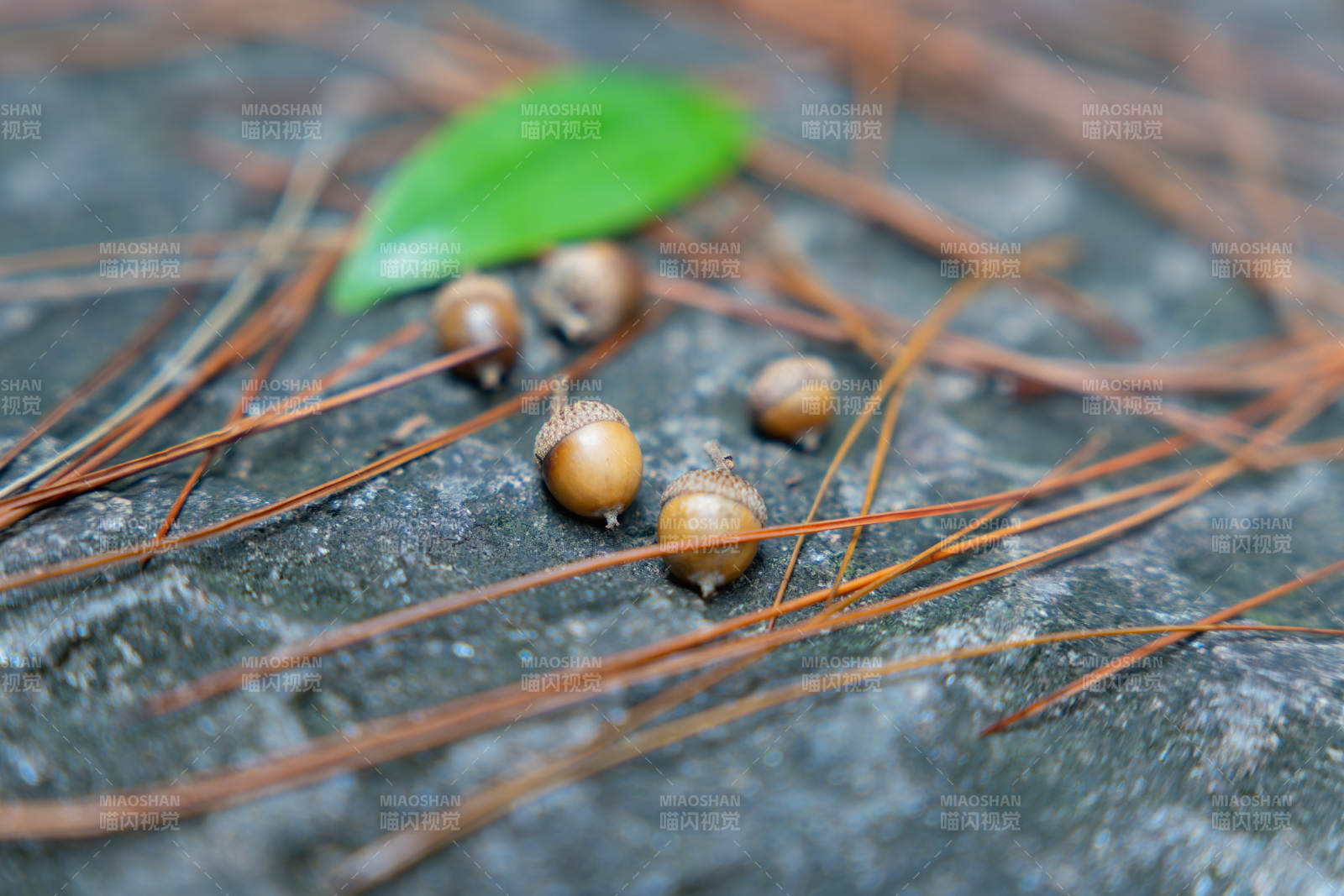 松针与橡果的自然静谧图片
