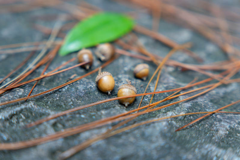 松针与橡果的自然静谧图片