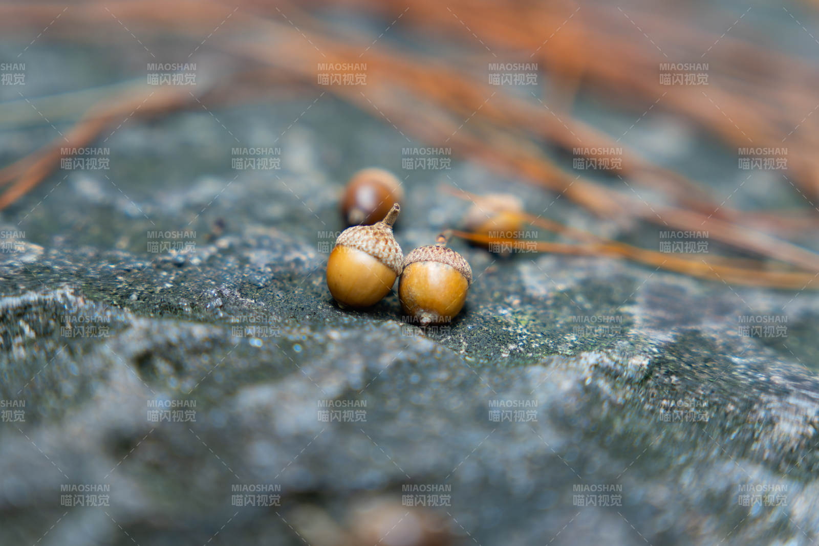 三颗橡果静卧石上图片