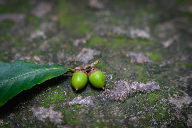 青苔上的橡果与绿叶图片