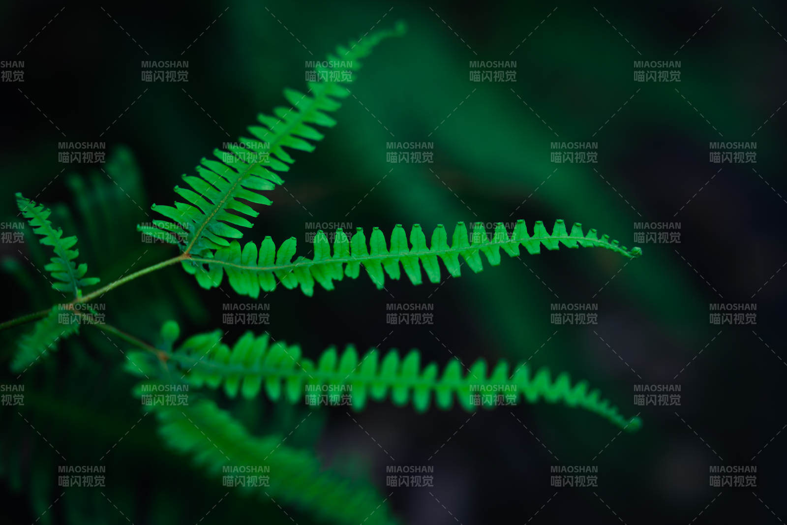 翠绿蕨叶 自然之美图片