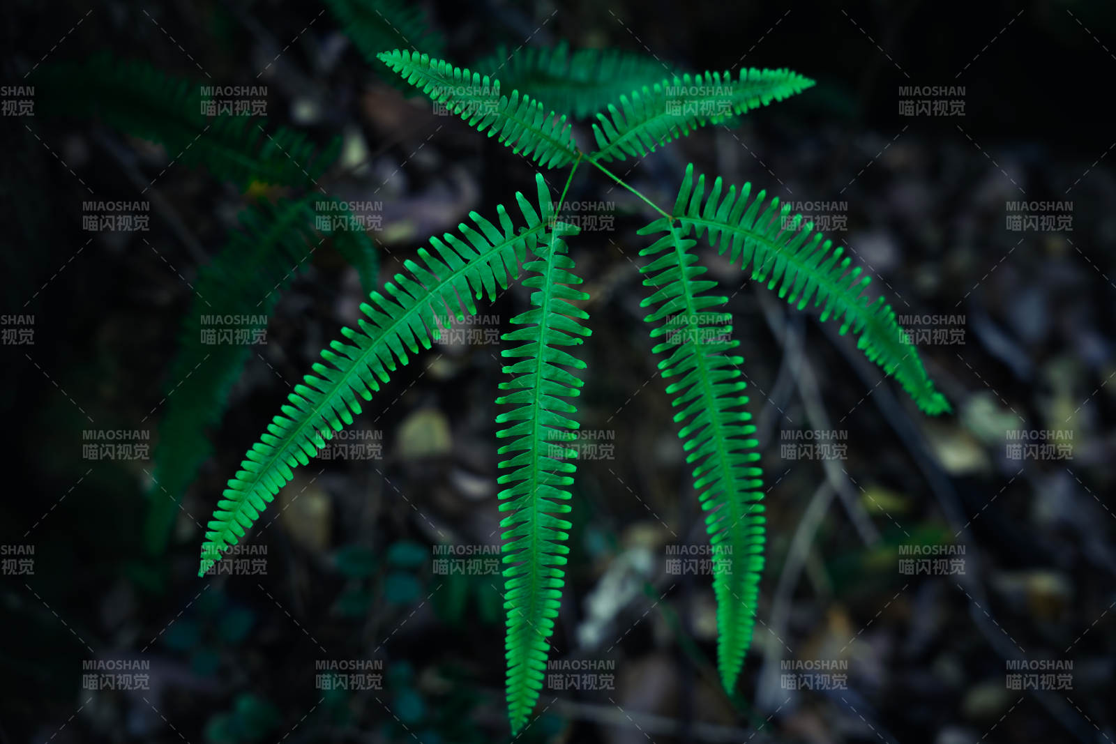 绿色蕨叶在森林中生长图片