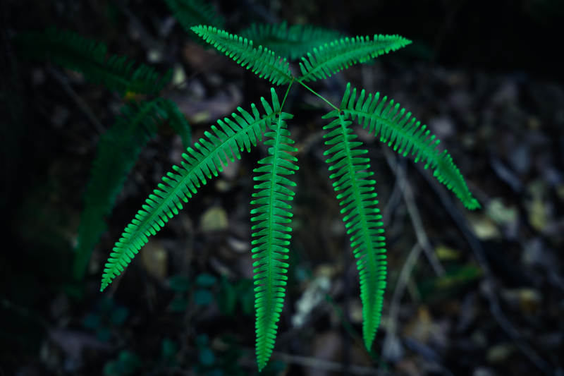 绿色蕨叶在森林中生长图片