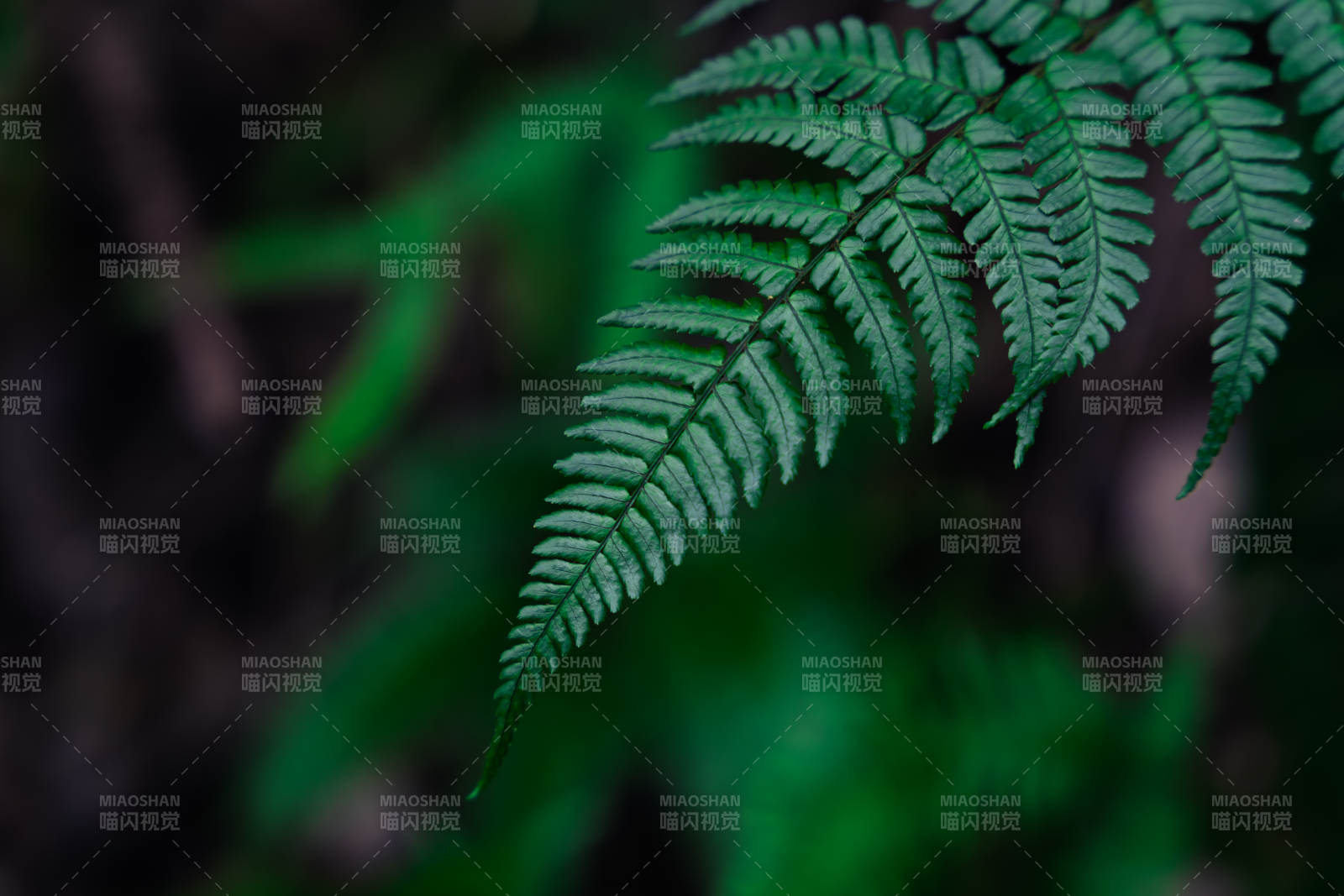 绿叶轻舞 自然之美图片