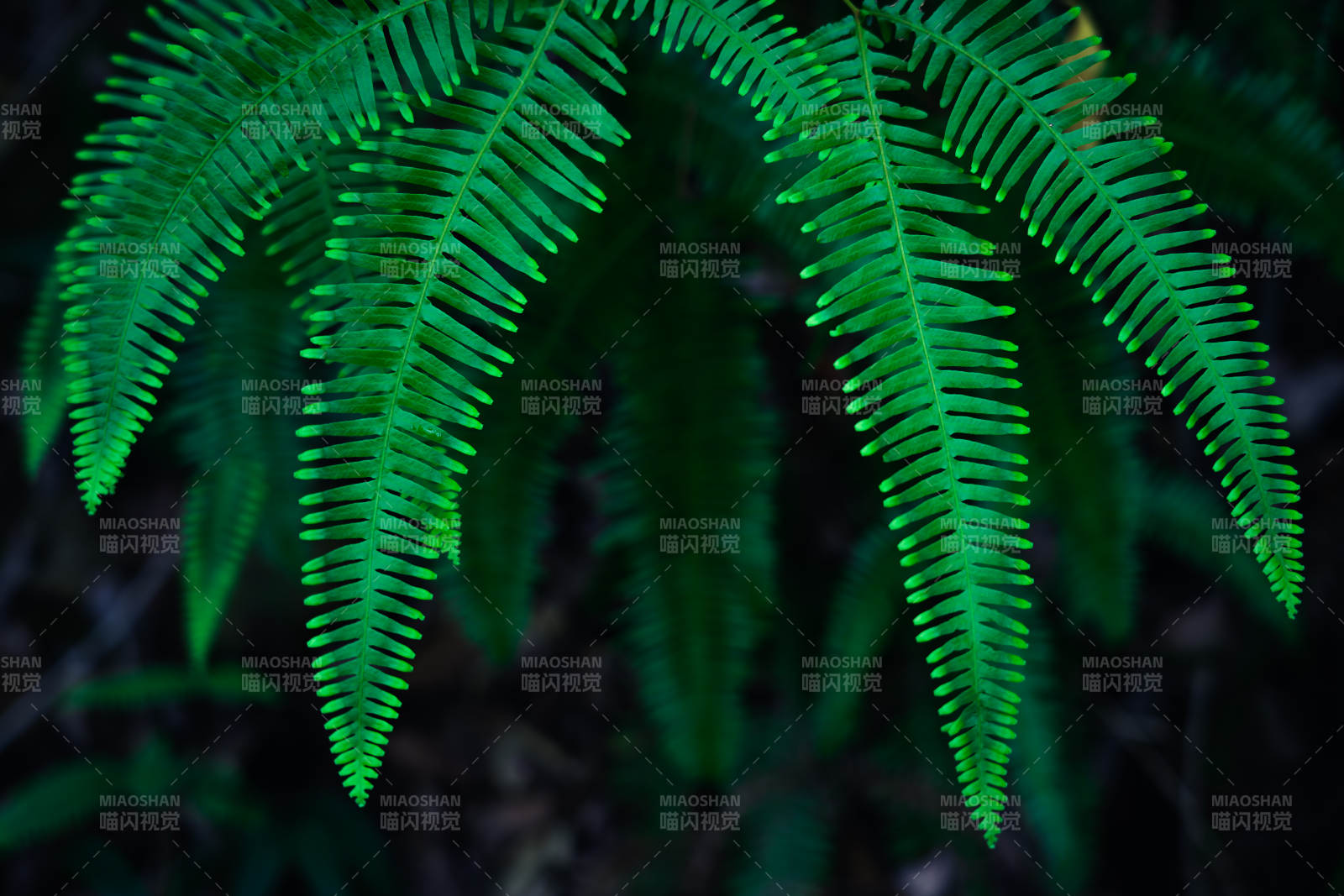 翠绿蕨叶 自然之美图片