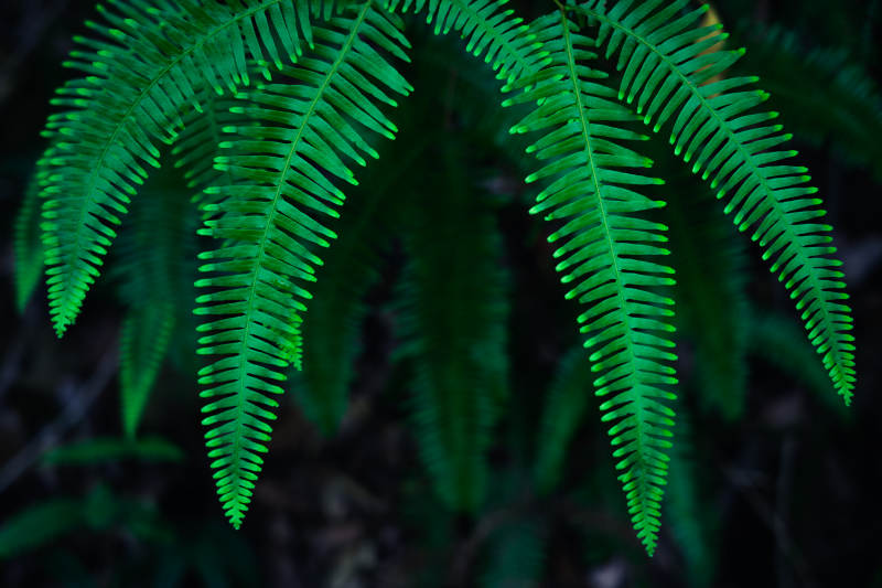 翠绿蕨叶 自然之美图片