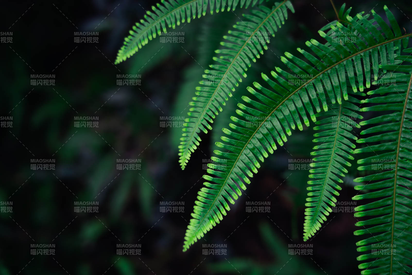 翠绿蕨叶 自然之美图片