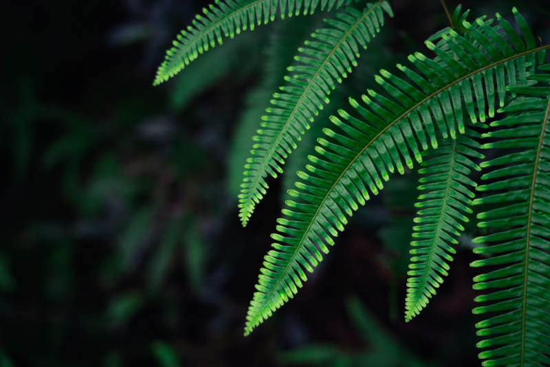 翠绿蕨叶 自然之美图片