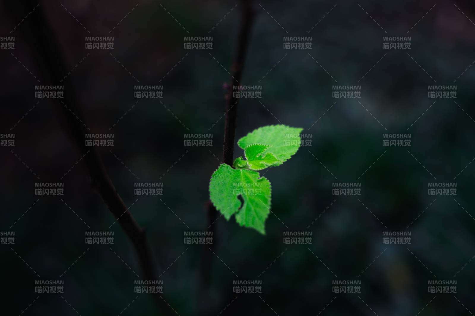 新绿嫩叶 生机勃勃图片