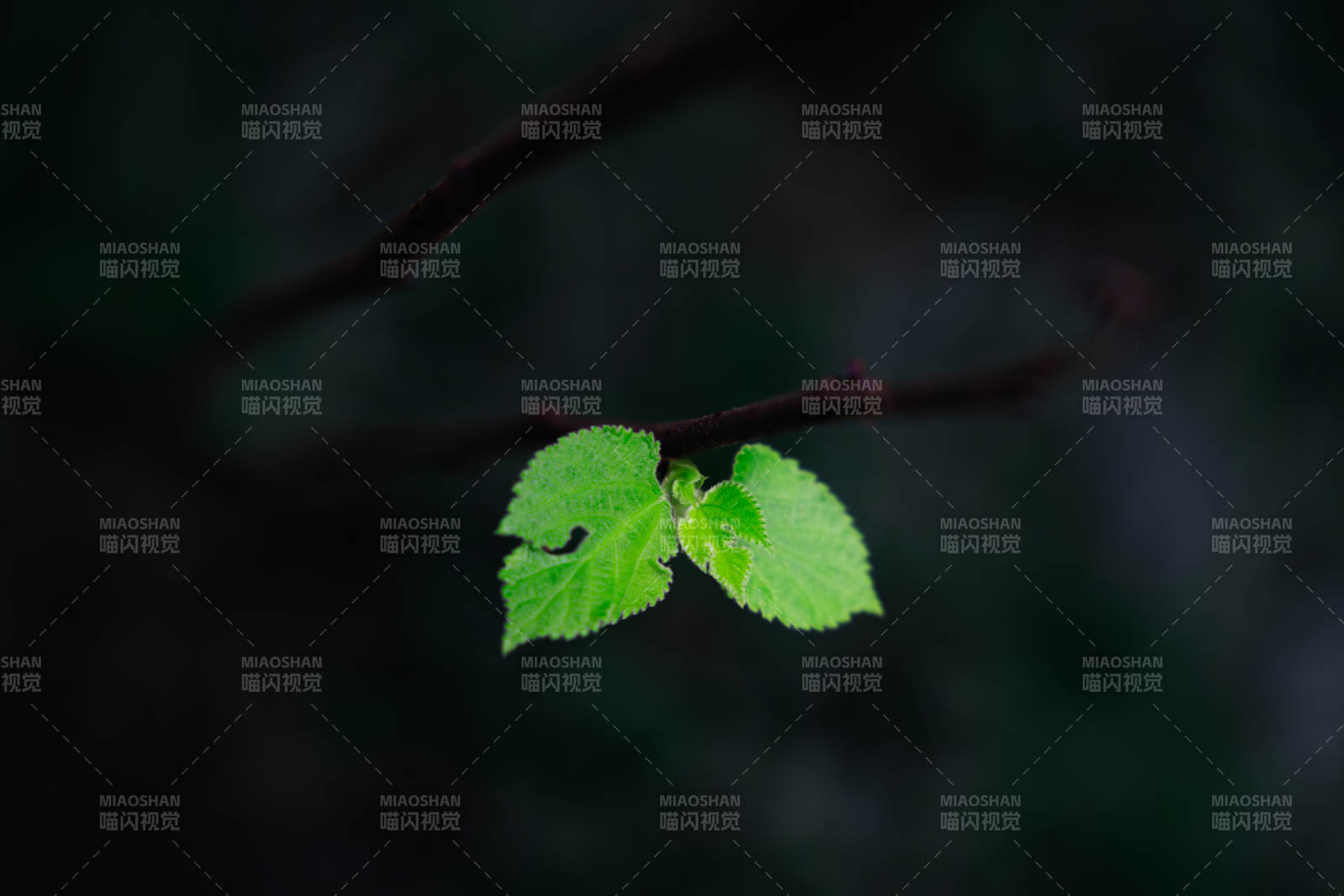 新绿嫩叶 静谧枝头图片