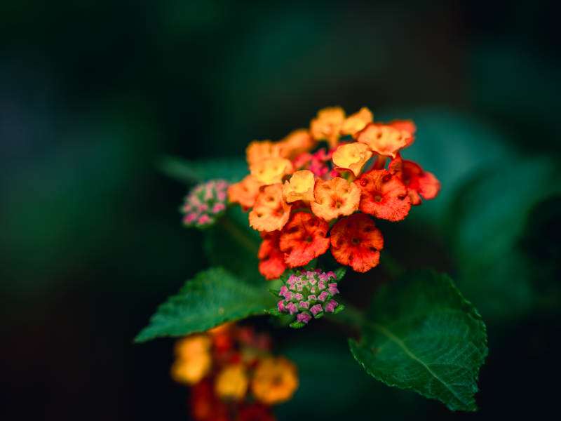 马缨丹在绿叶间绽放图片