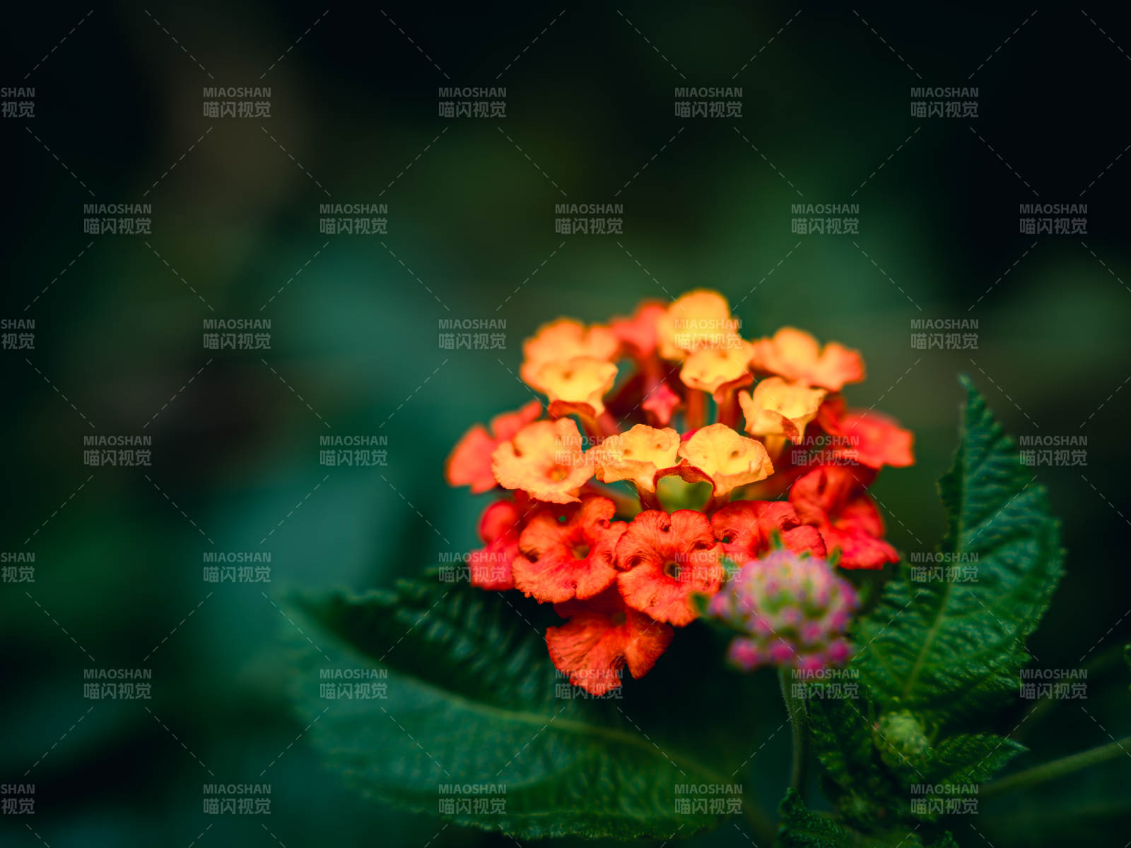 马缨丹小花 绿叶相伴图片