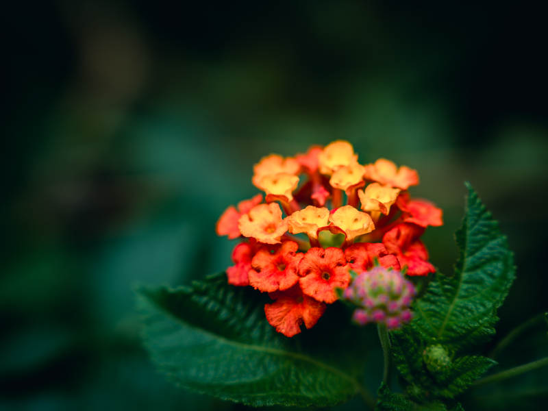 马缨丹小花 绿叶相伴图片