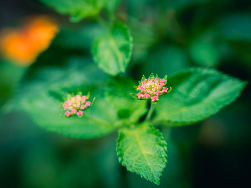 绿叶丛中的马缨丹图片