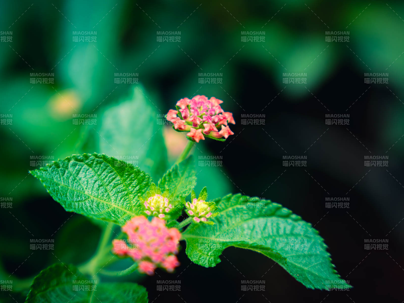 马缨丹小花与绿叶相伴图片