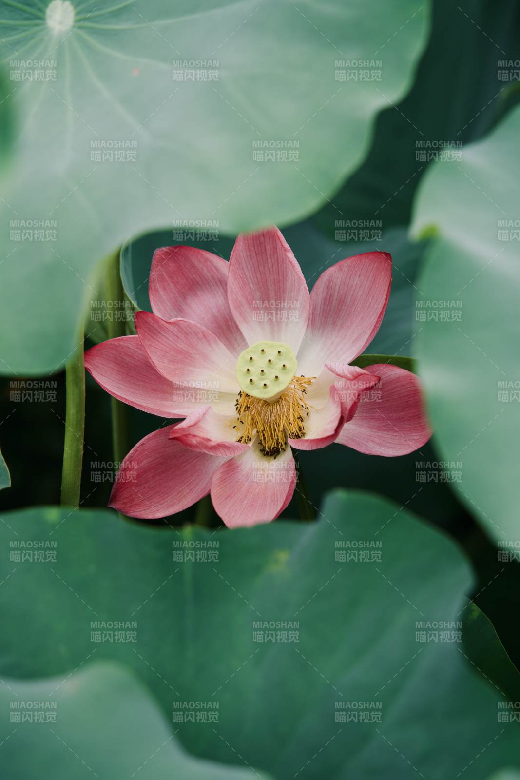 莲花绽放 绿叶相伴图片