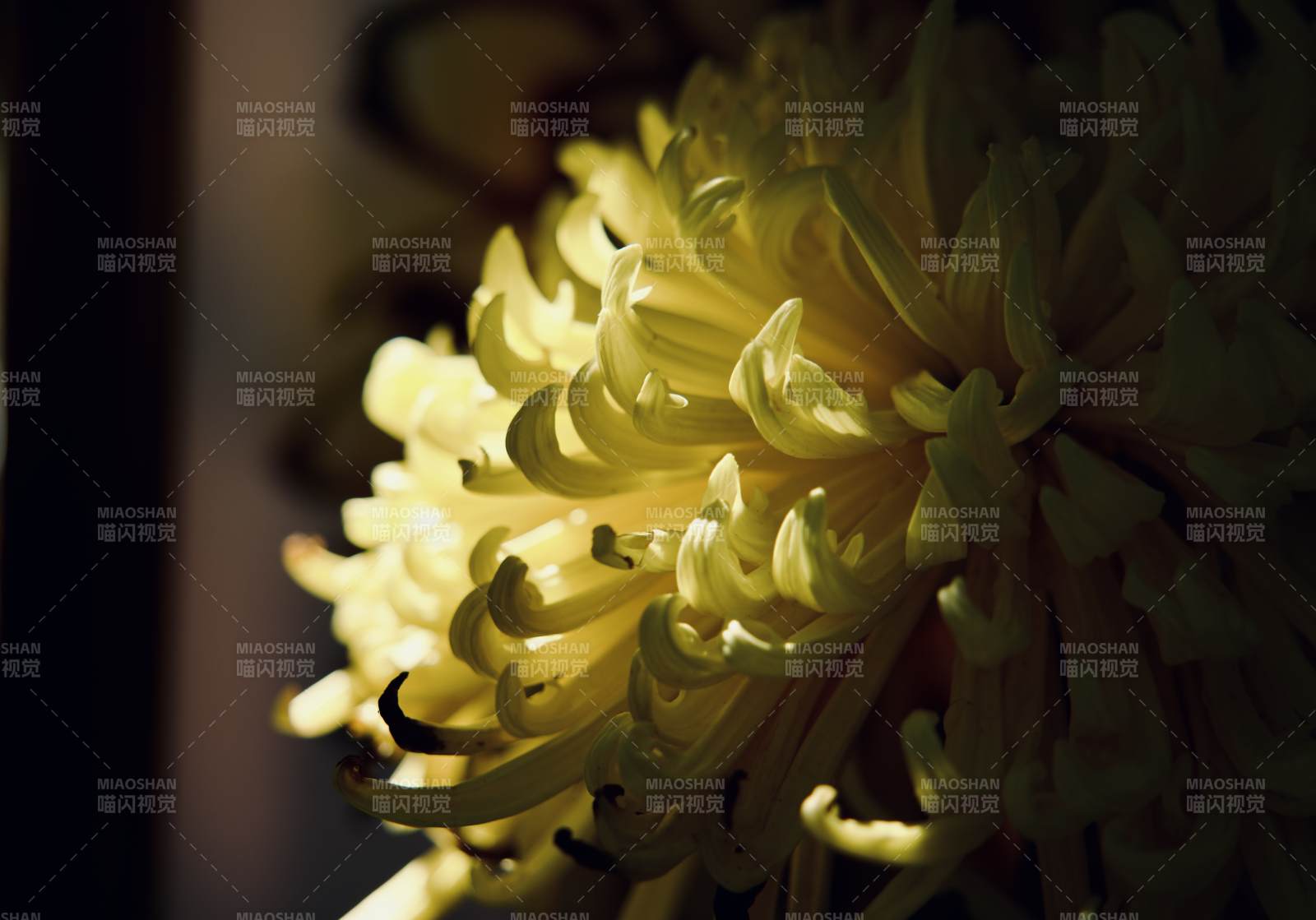 光影下的黄色菊花特写图片