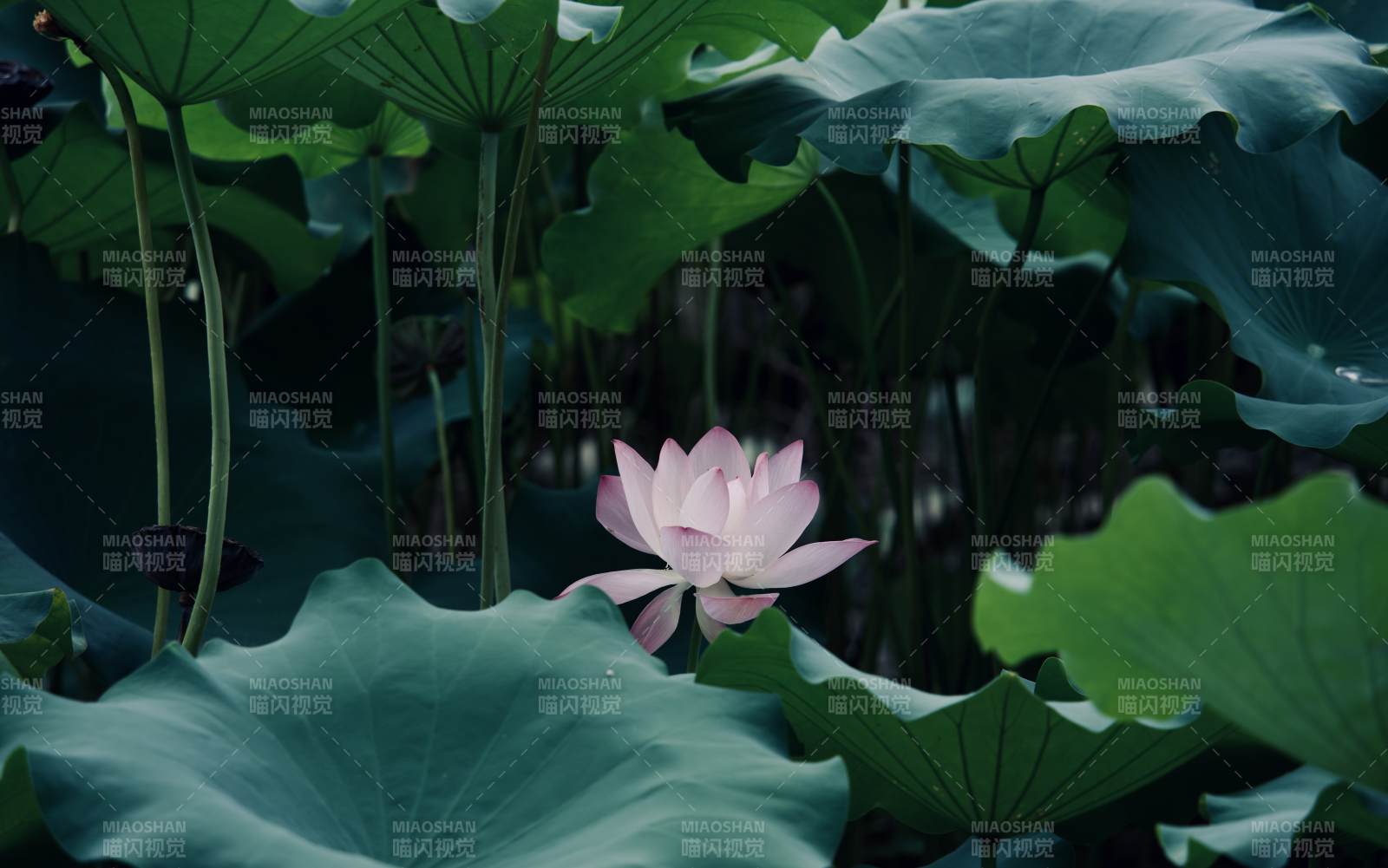 静谧荷塘 一朵莲花绽放图片