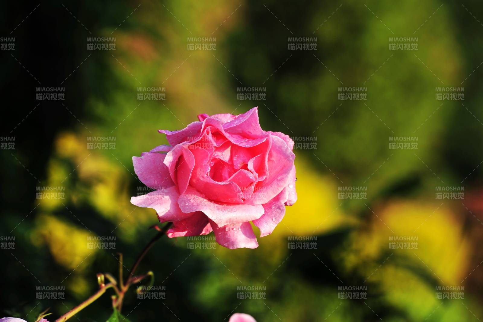 粉色玫瑰在阳光下绽放图片