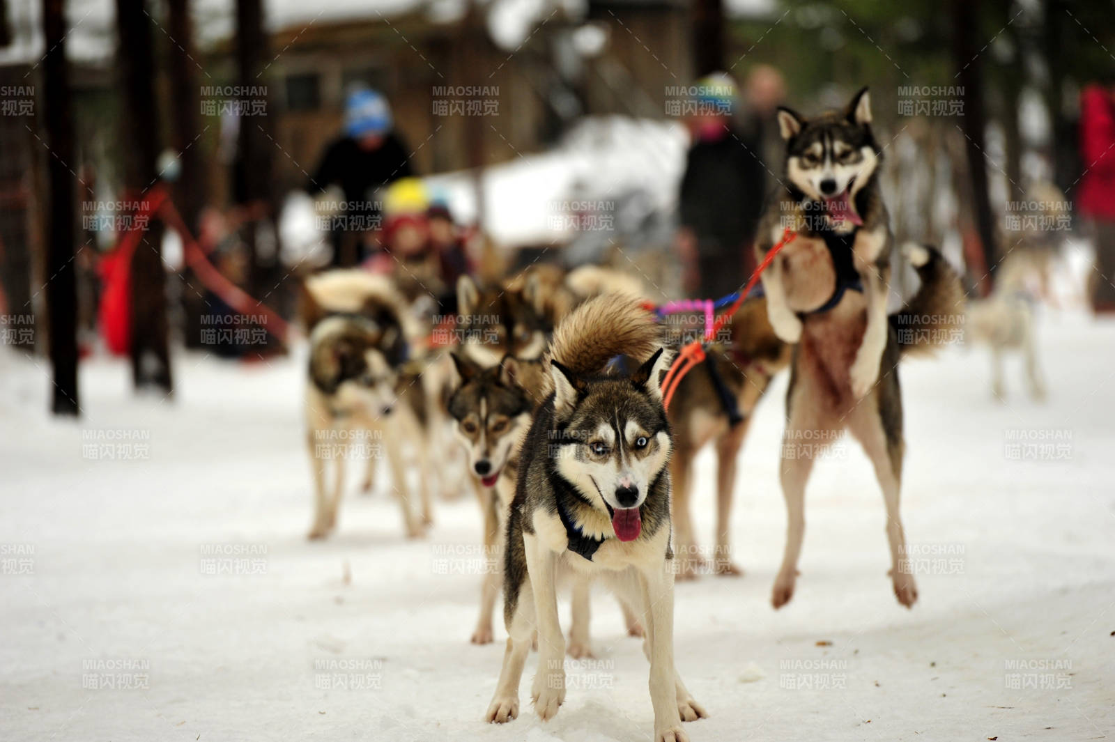 雪地上的哈士奇犬队图片