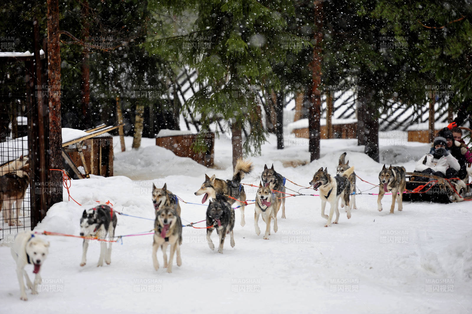 雪地狗拉雪橇比赛图片