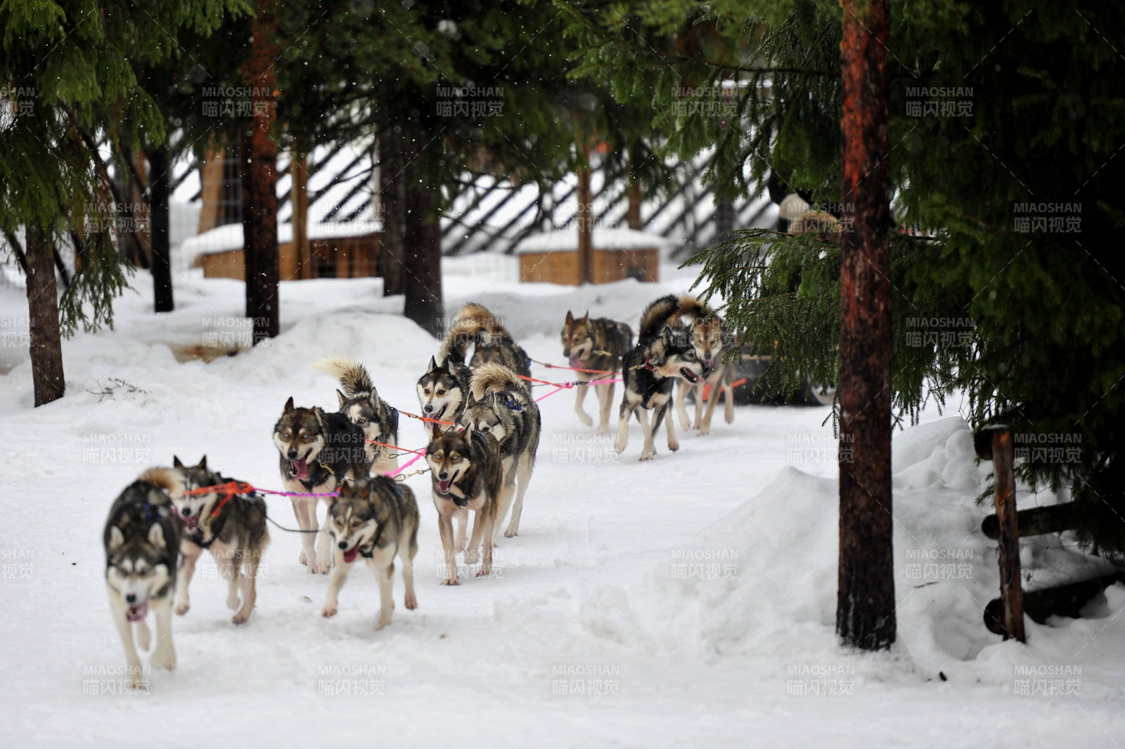 雪地上的狗拉雪橇比赛图片