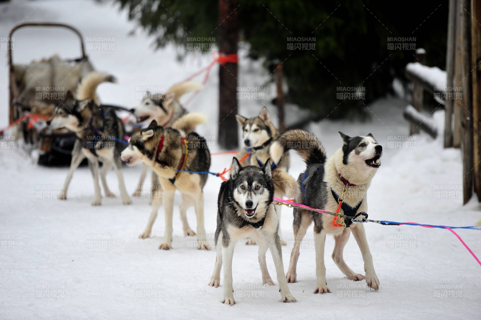 雪地上的哈士奇犬队图片