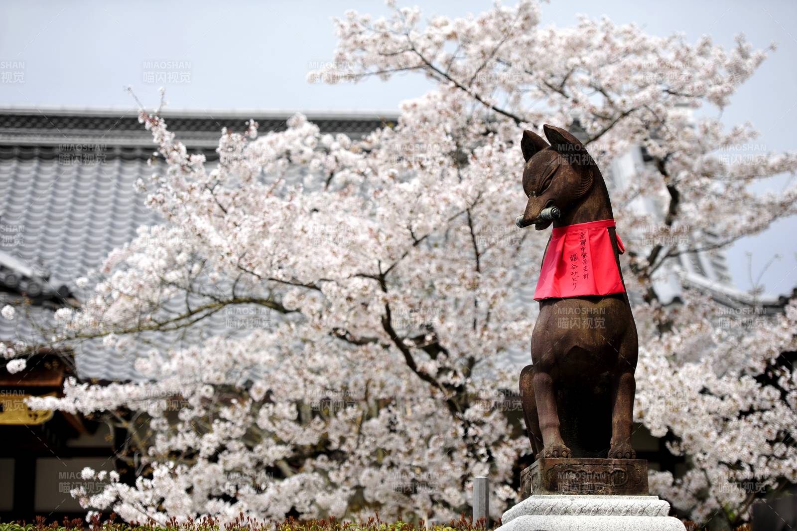 日本大阪樱花树下的狐狸雕像图片