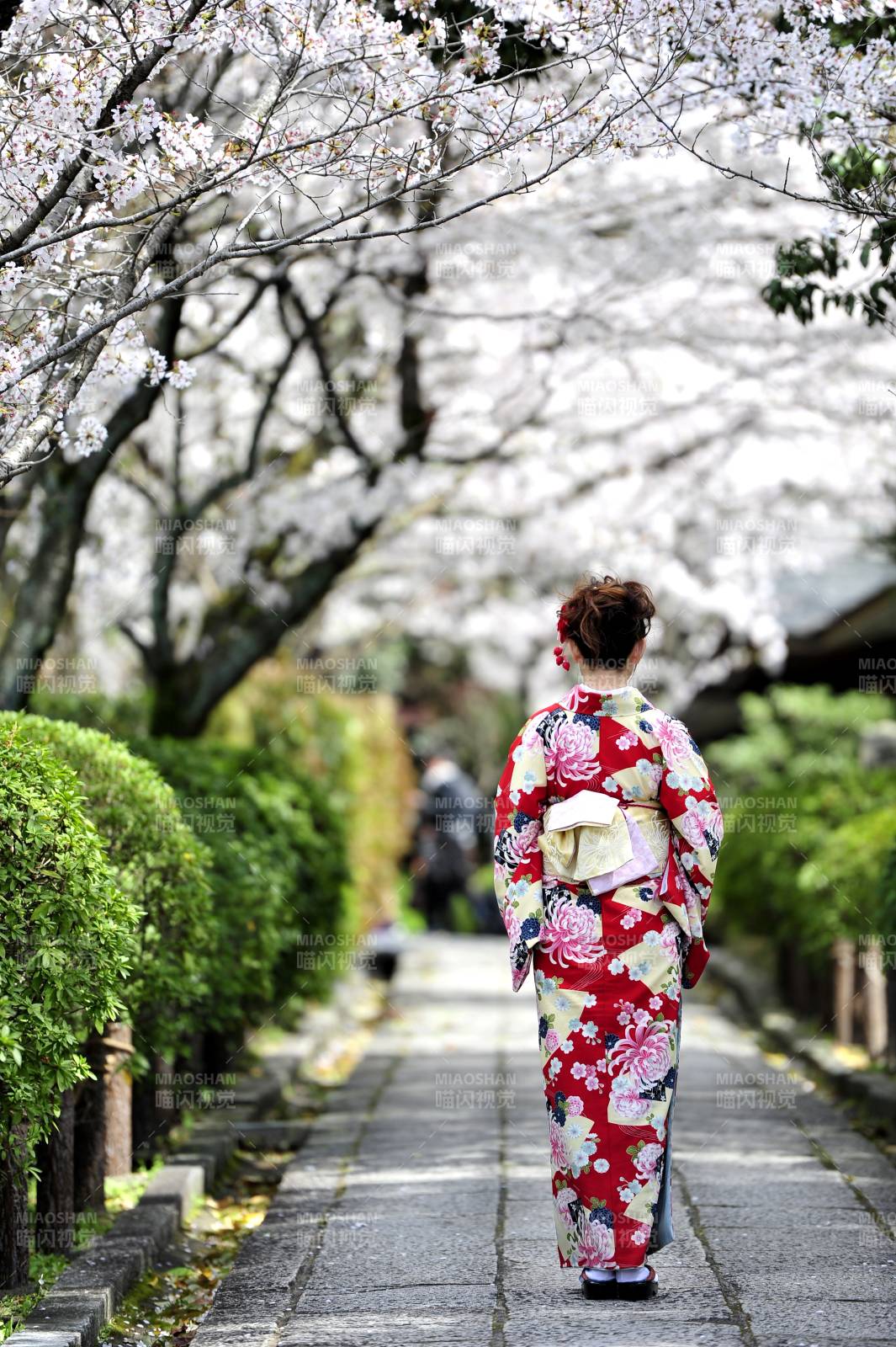 樱花树下 和服女子漫步图片